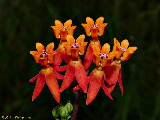 {Asclepias lanceolata}